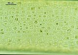 Cellule in visione superficiale